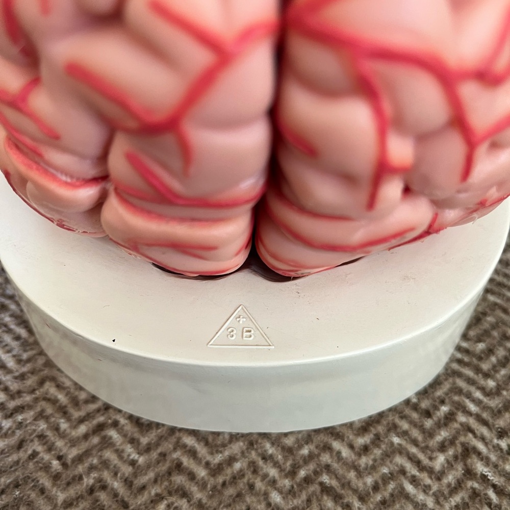 Vintage Model of Human Brain - Picture 3 of 6
